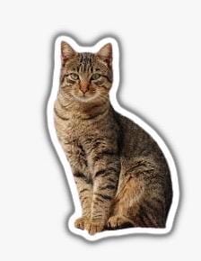 Custom Sticker - Personalized Vinyl Decal for Laptop, Water Bottle - Business Logo Stickers - Waterproof Custom Decal - Custom Photo Sticker